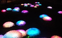 2-anemone-collection-olivia-daboville